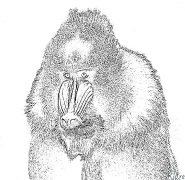 mandrill Páxinas Para Colorear Imprimibles